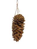 Sugar Pine Cone