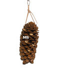 Sugar Pine Cone w/Almonds
